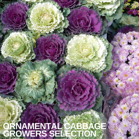 Ornamental cabbages in mixed colours, purple and cream frilled rosettes displayed with pink chrysanthemums