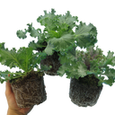 Ornamental Cabbage Growers selection Plant