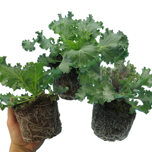Ornamental Cabbage Growers Selection – Winter Bedding (Set of 3 or 6)