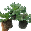 Ornamental Cabbage Growers selection