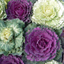 Ornamental Cabbage Growers selection
