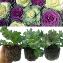 Ornamental Cabbage Growers selection Plant