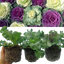 Ornamental Cabbage Growers selection