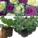 Ornamental Cabbage Growers selection Plant