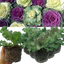 Ornamental Cabbage Growers selection