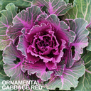 Ornamental Cabbage Red Plant