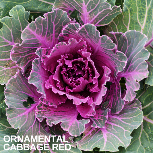Ornamental Cabbage Red, a rosette of blue-green outer leaves around a ruffled magenta-purple centre