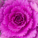 Ornamental Cabbage Red Plant