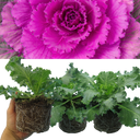 Ornamental Cabbage Red Plant