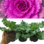 Ornamental Cabbage Red