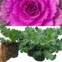 Ornamental Cabbage Red Plant