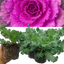 Ornamental Cabbage Red