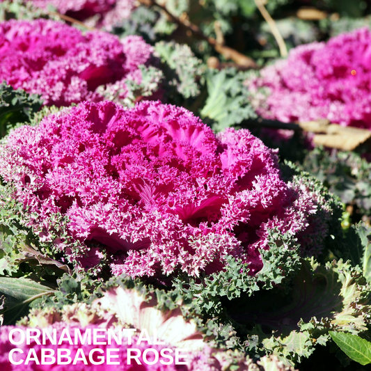 Ornamental Cabbage Rose with a finely frilled bright pink centre and crinkled grey-green outer leaves