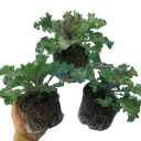 Ornamental Cabbage Rose Plant