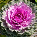 Ornamental Cabbage Rose Plant