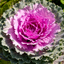 Ornamental Cabbage Rose