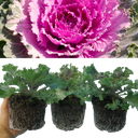 Ornamental Cabbage Rose Plant