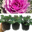 Ornamental Cabbage Rose