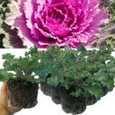 Ornamental Cabbage Rose Plant