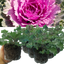 Ornamental Cabbage Rose
