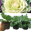 Ornamental Cabbage White Plant
