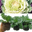 Ornamental Cabbage White