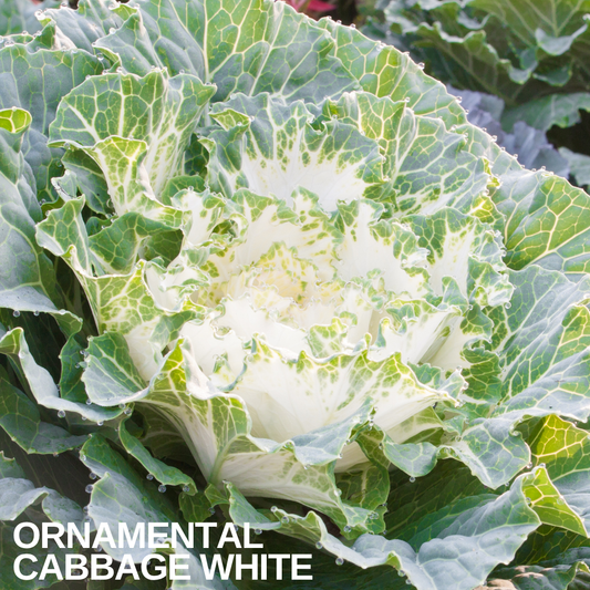 Ornamental Cabbage White, a broad rosette of veined blue-green leaves around a creamy white centre