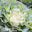 Ornamental Cabbage White