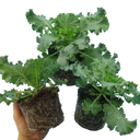 Ornamental Cabbage White Plant