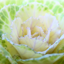 Ornamental Cabbage White Plant