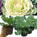 Ornamental Cabbage White Plant