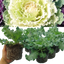 Ornamental Cabbage White
