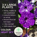 Petunia Night Sky Plant