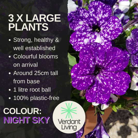 Care information card for Petunia Night Sky, deep purple trumpets speckled with white stars