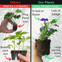 Petunia Night Sky Plant