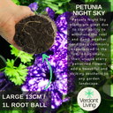Petunia Night Sky Plant