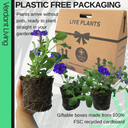 Petunia Night Sky Plant