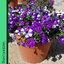Petunia Night Sky