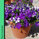 Petunia Night Sky Plant