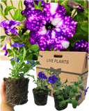 Petunia Night Sky Plant