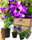 Petunia Night Sky