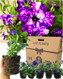 Petunia Night Sky Plant