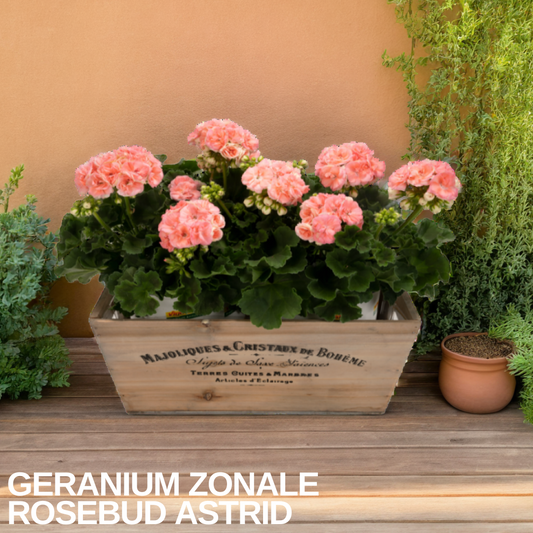 Wooden trough planted with Rosebud Astrid geraniums, tight salmon-pink rosebud flower heads