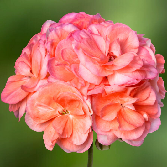 Geranium Zonale Rosebud Astrid (Pelargonium) – Upright Summer Bedding (Set of 3 or 6)
