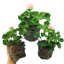 Geranium Zonale Rosebud Astrid Plant