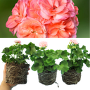 Geranium Zonale Rosebud Astrid Plant