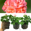 Geranium Zonale Rosebud Astrid
