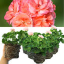 Geranium Zonale Rosebud Astrid Plant
