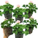 Geranium Zonale Rosebud Astrid Plant