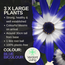 Senetti Blue Bicolour Plant